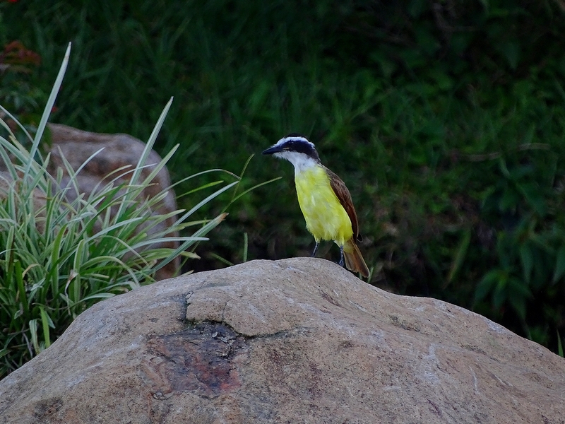 Great Kiskadee