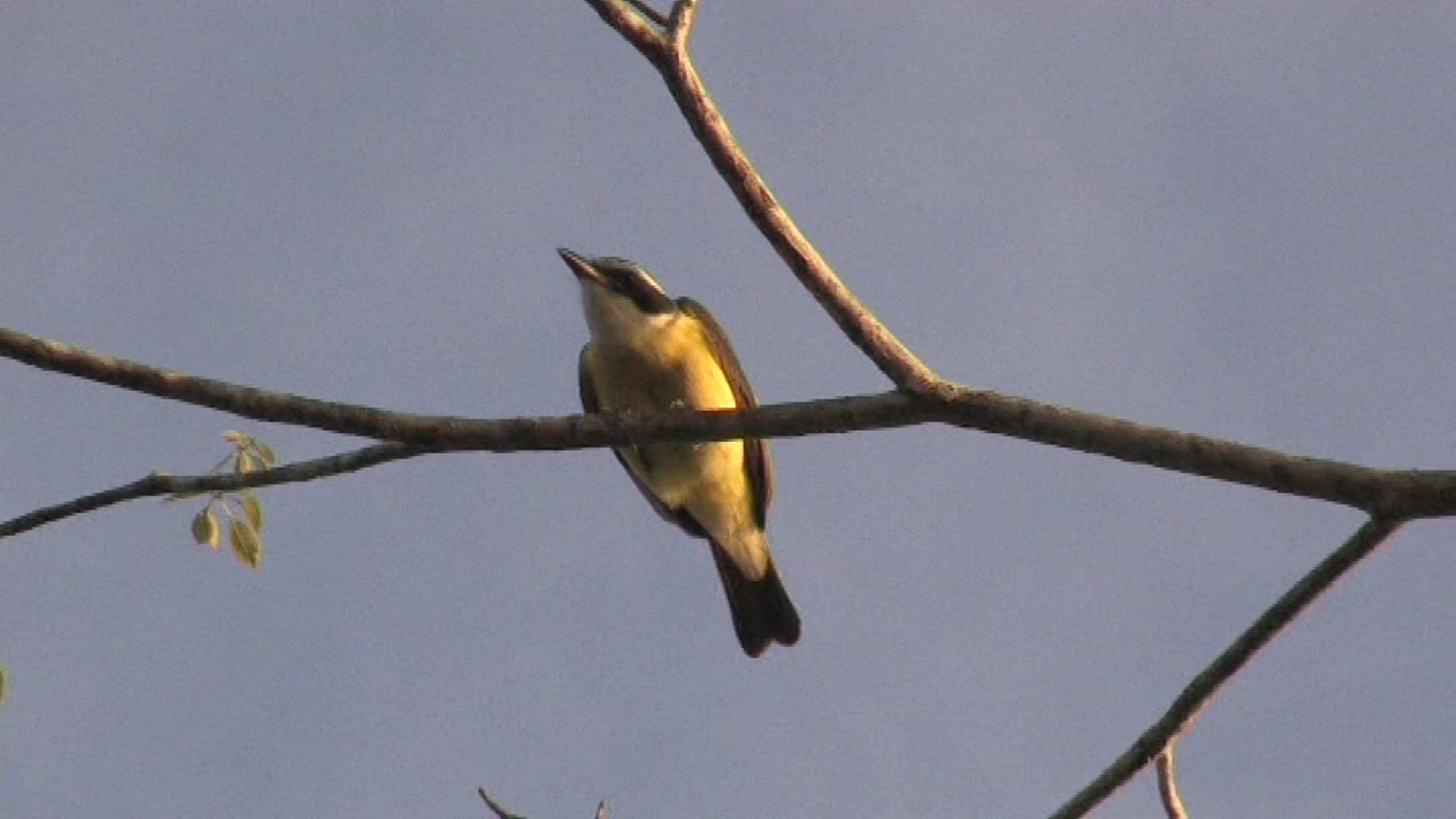 Great kiskadee