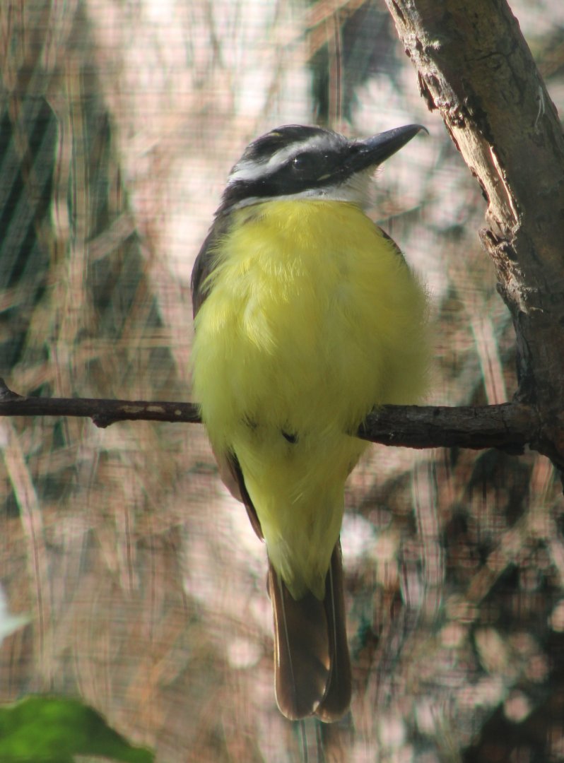 Great kiskadee