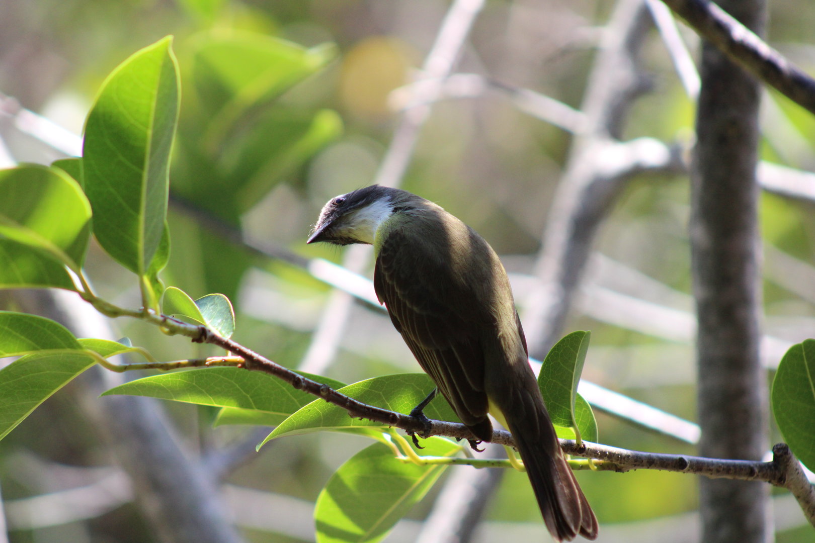 Great Kiskadee