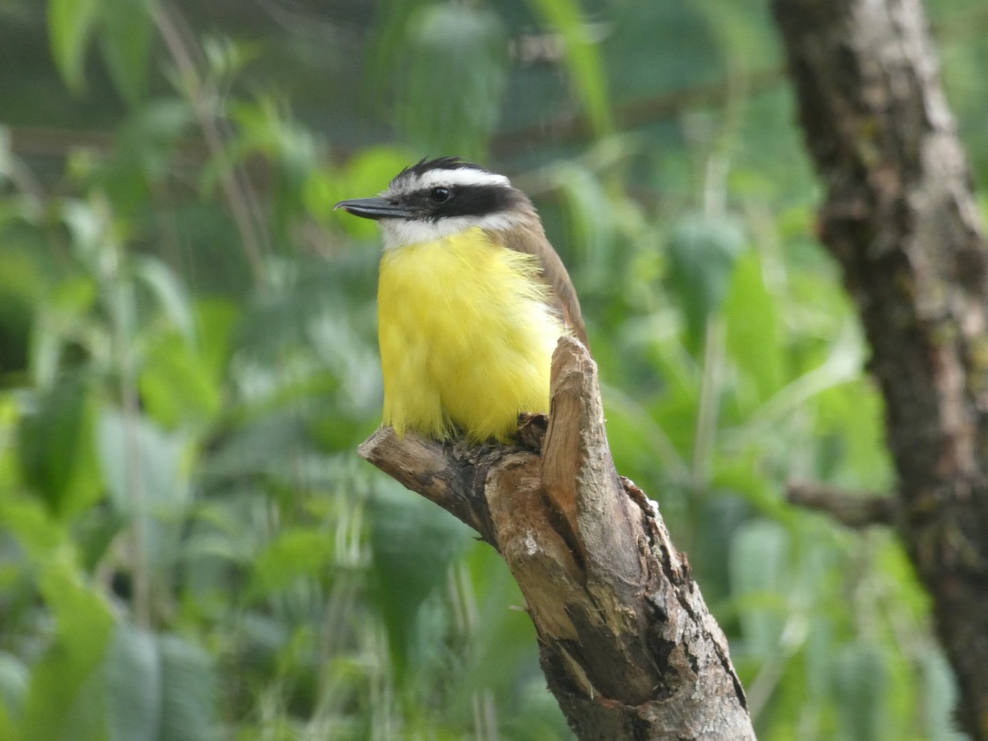 Great kiskadee