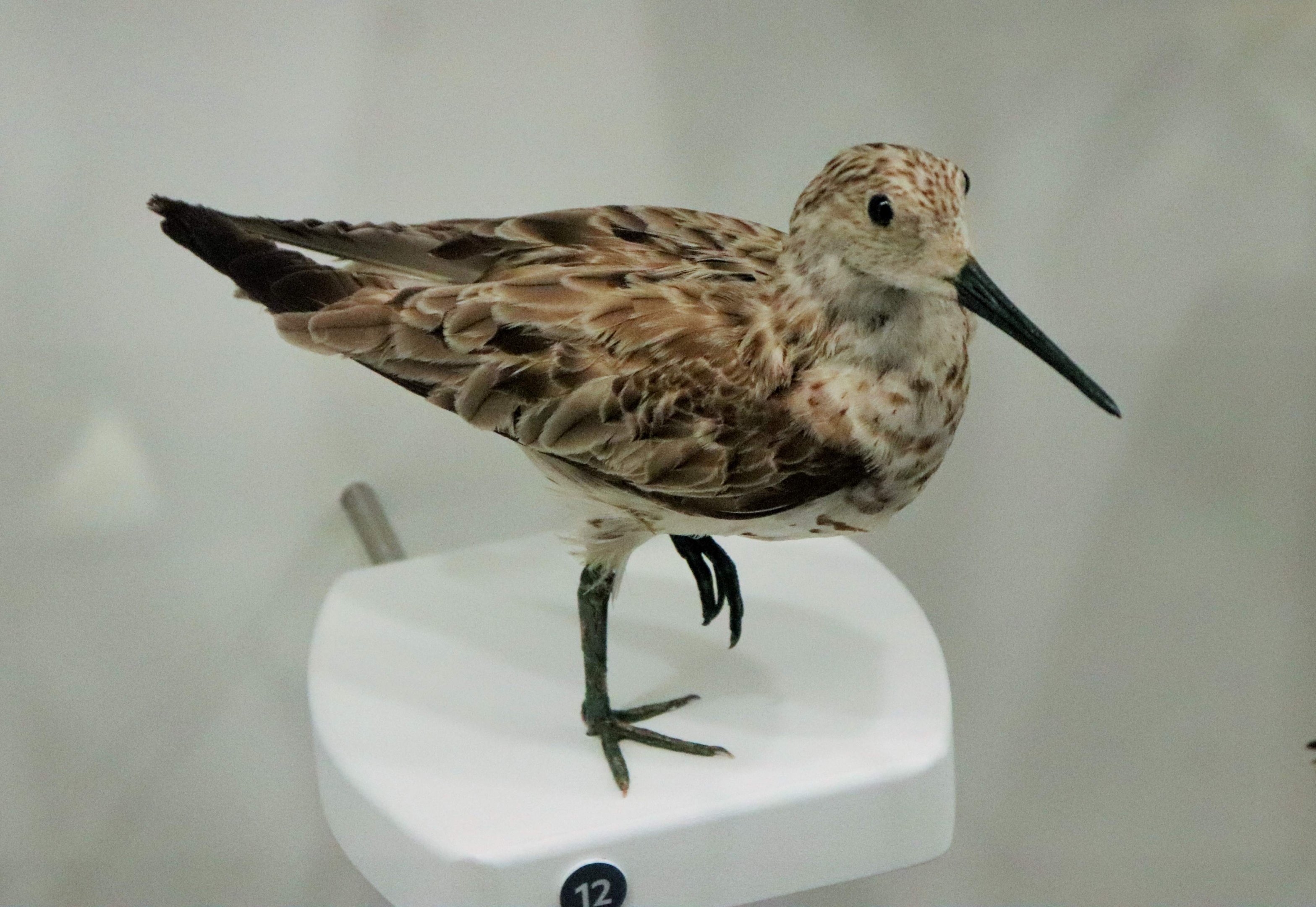 Great Knot (Calidris tenuirostris)