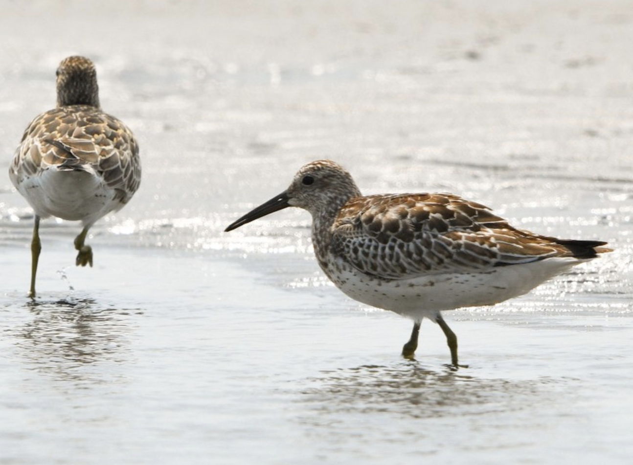 Great Knot ~ Funabashi Sanbanze Seaside Park