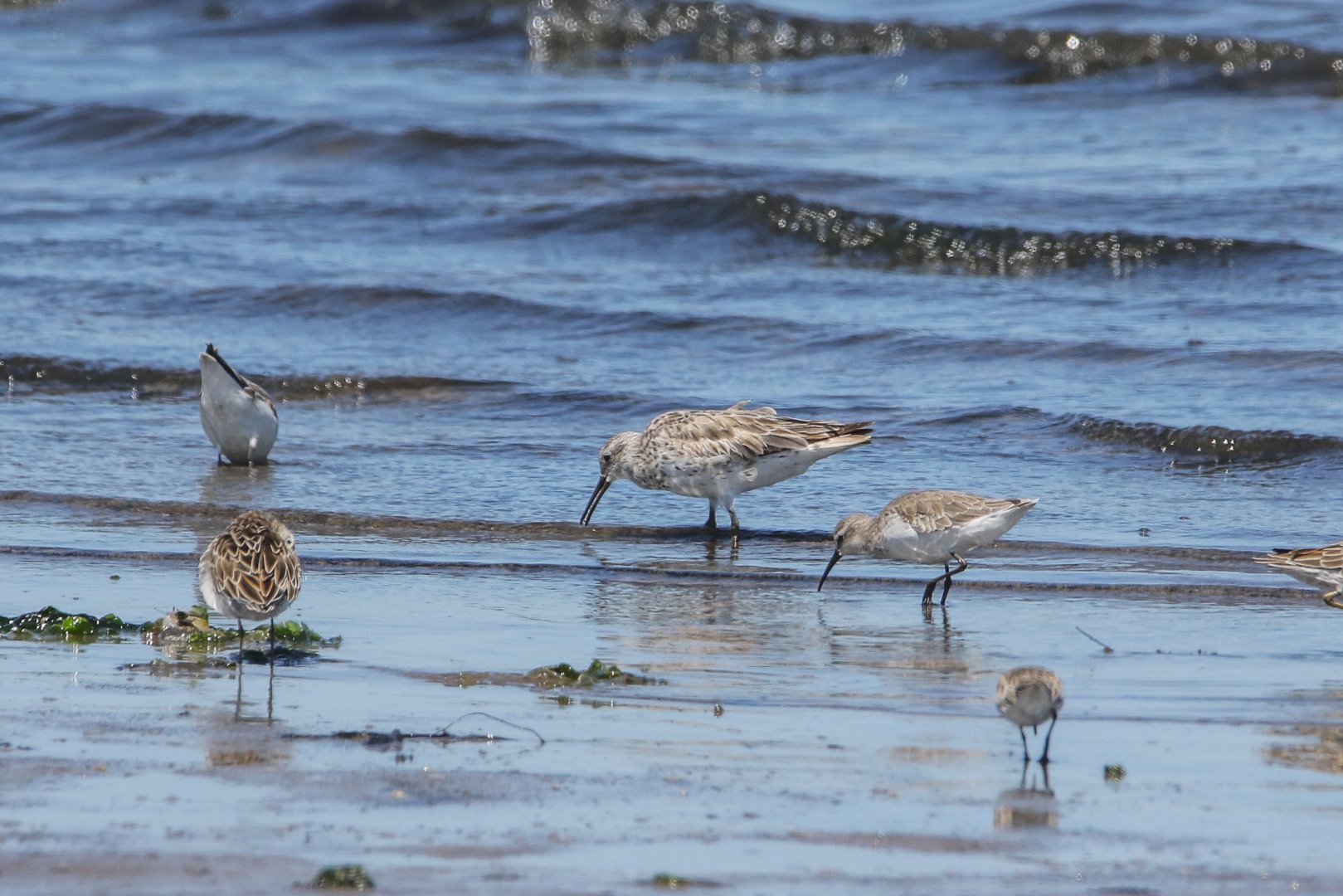 Great Knot