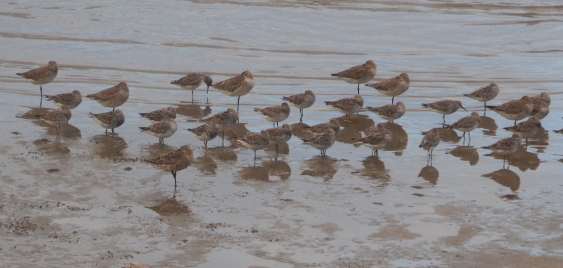 Great Knots (and one Bar-Tailed Godwit)