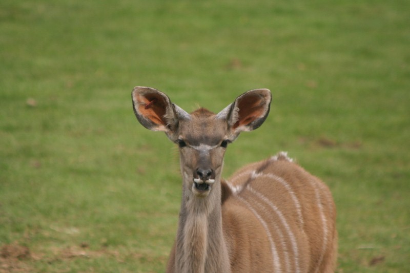 Great Kudu Mar - May 2010