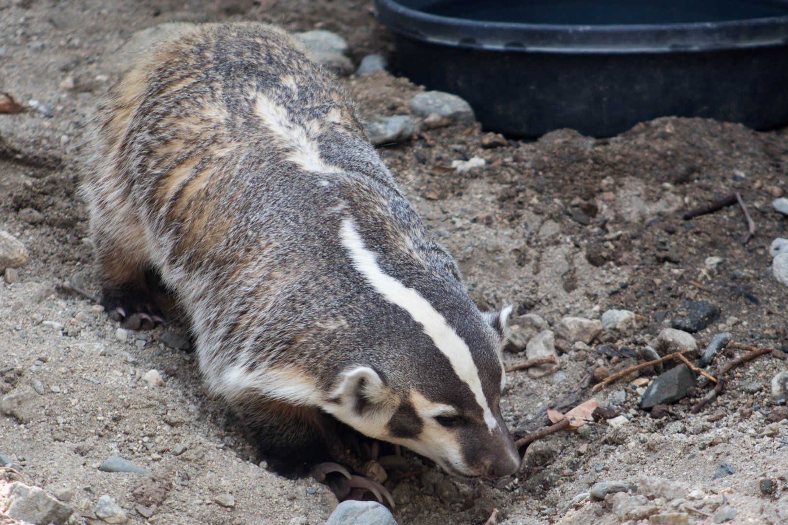 Great Lakes American badger