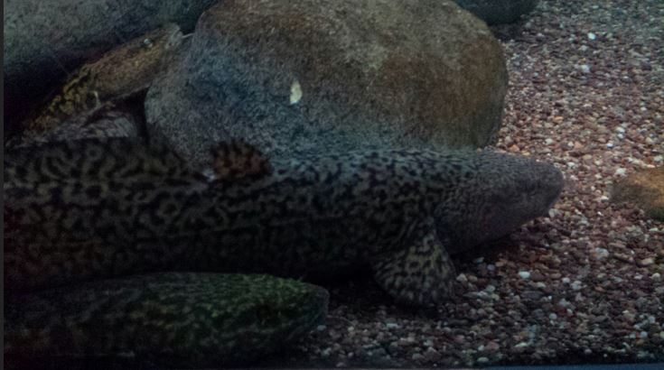 Great Lakes - Burbot