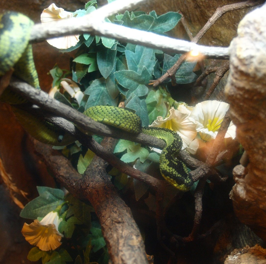 Great Lakes bush viper (Atheris nitschei), 2017-02-06