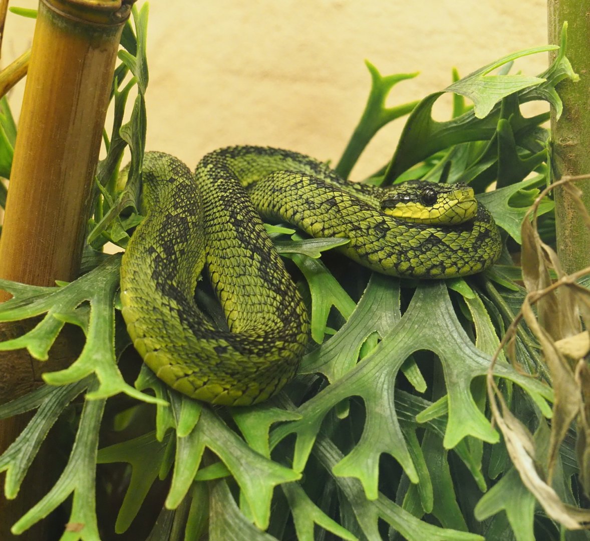 Great Lakes bush viper (Atheris nitschei), 2021-06-12