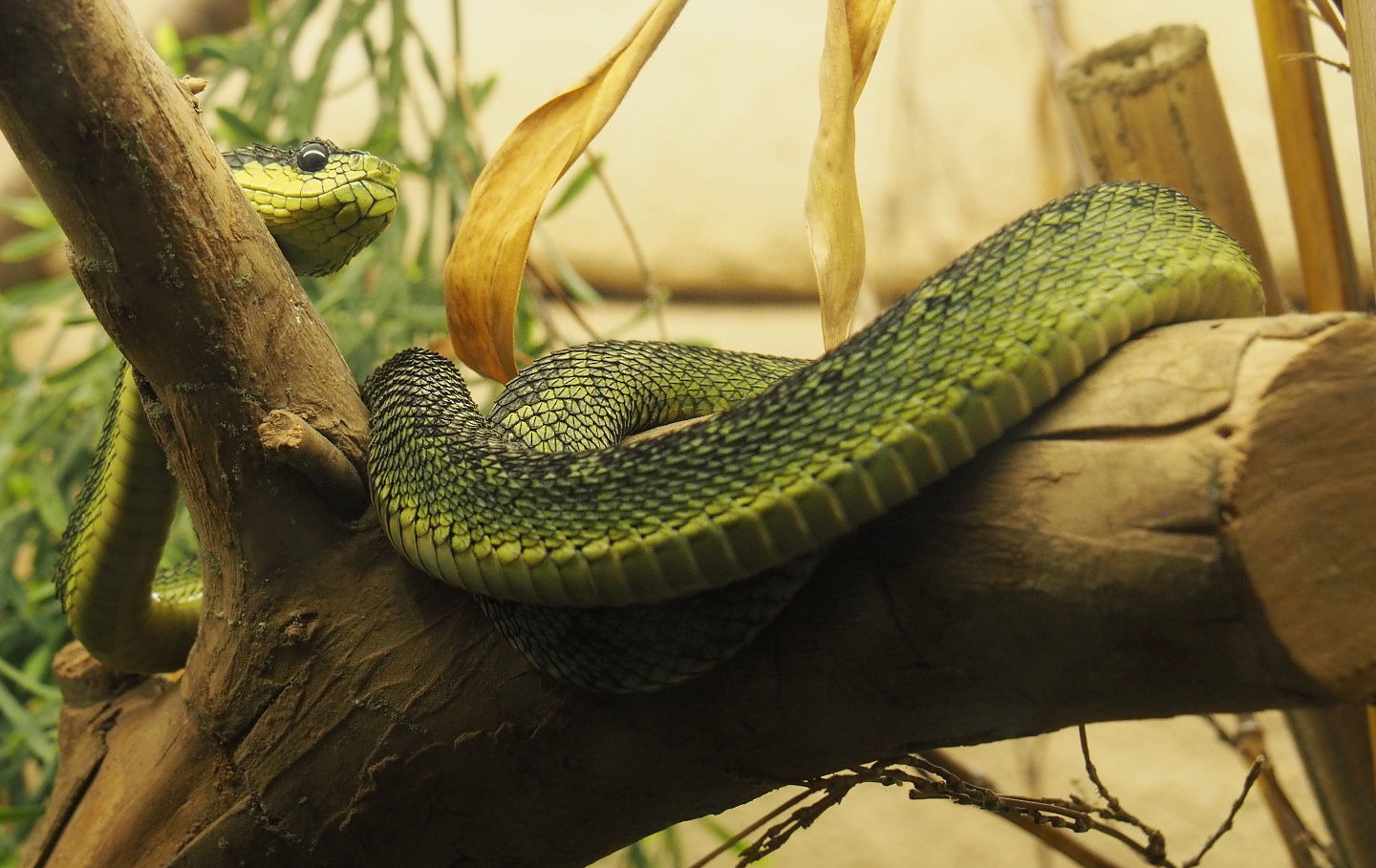 Great Lakes bush viper (Atheris nitschei), 2021-07-17