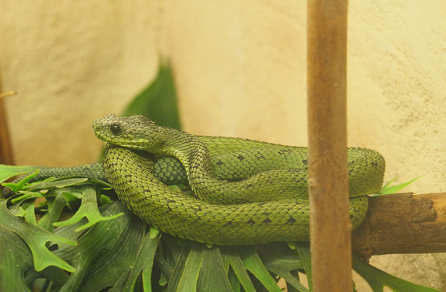 Great Lakes bush viper (Atheris nitschei), 2022-05-26