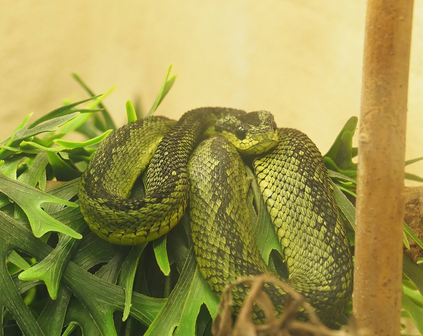 Great Lakes bush viper (Atheris nitschei), 2022-08-16