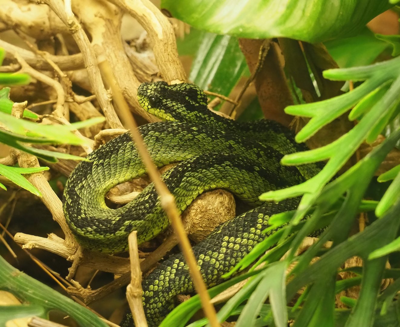Great Lakes bush viper (Atheris nitschei), 2023-07-22