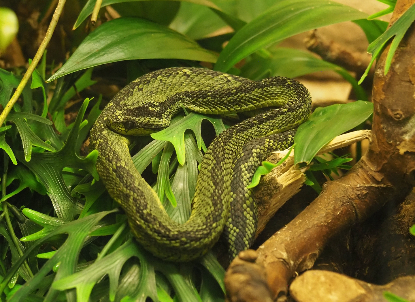 Great Lakes bush viper (Atheris nitschei), 2024-02-17