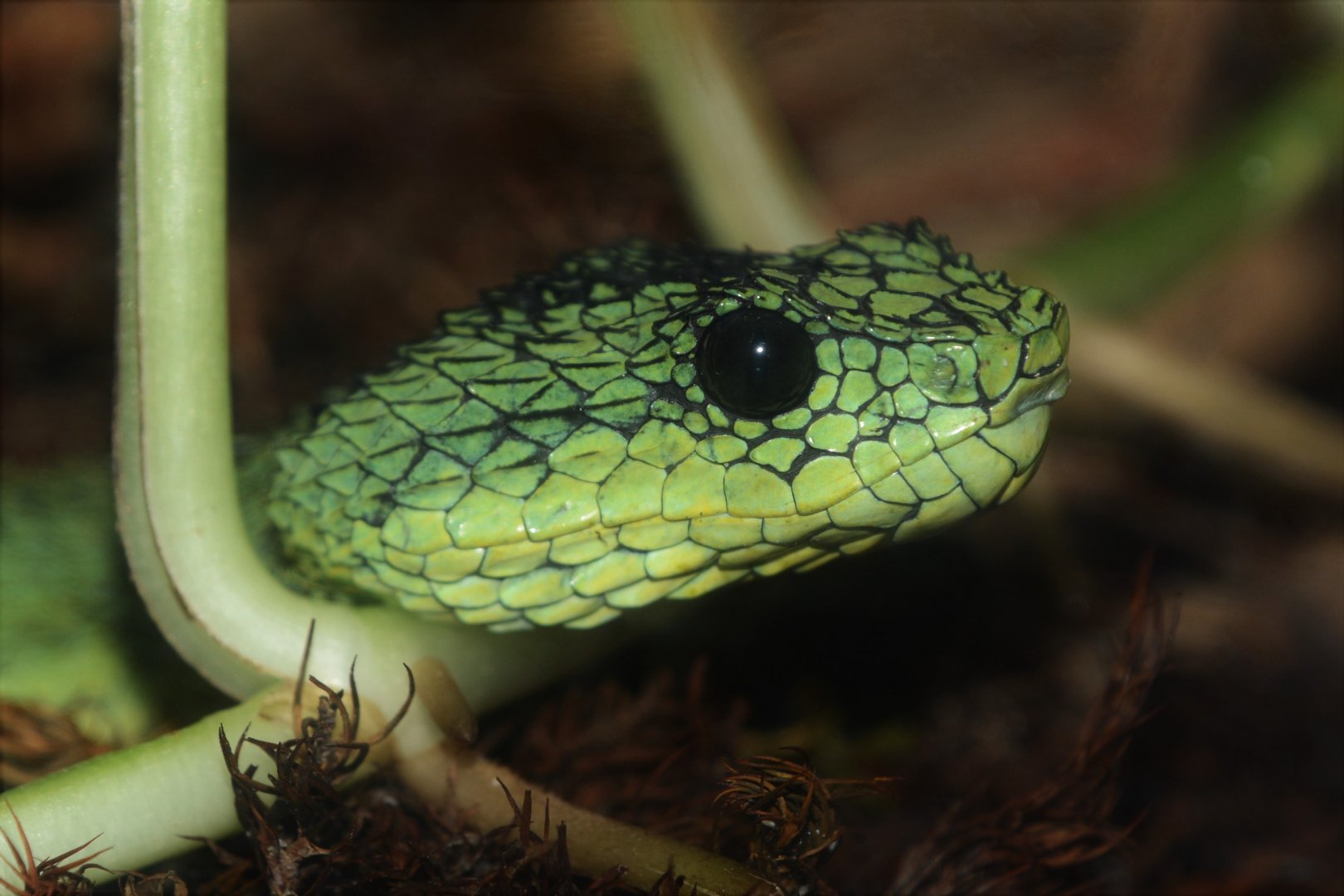 Great Lakes bush viper (Atheris nitschei)