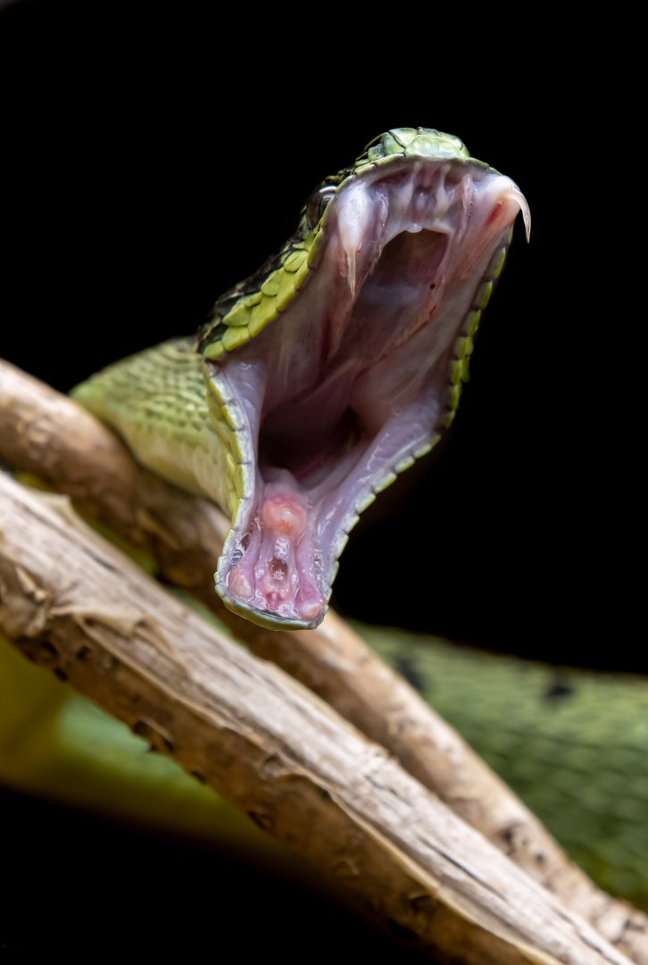 Great Lakes bush viper (Atheris nitschei)