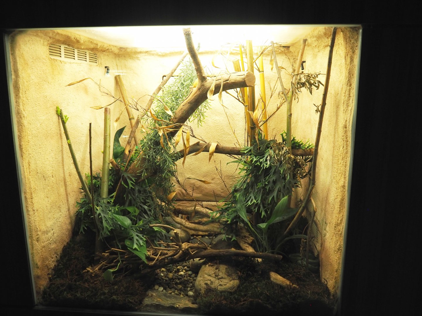 Great Lakes bush viper terrarium, 2021-06-12