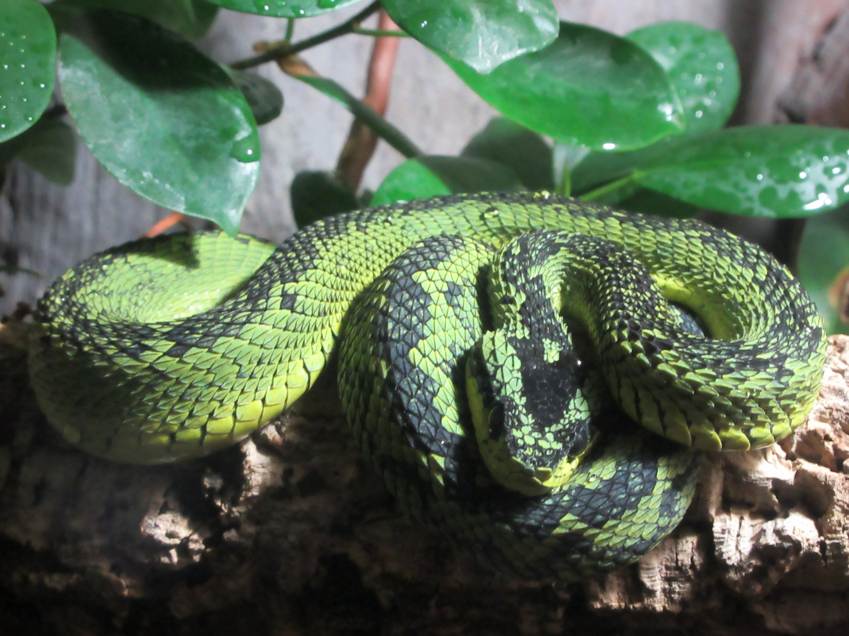 Great Lakes Bush Viper