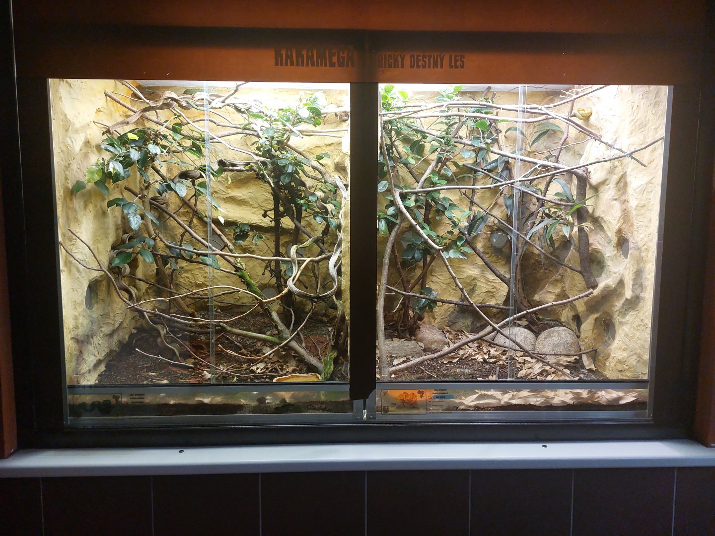 Great Lakes & green bush viper terraria