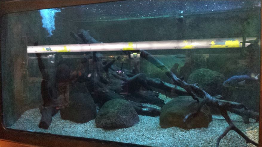 Great Lakes - Pumpkinseed Sunfish + Walleye + Yellow Perch + Southern Small