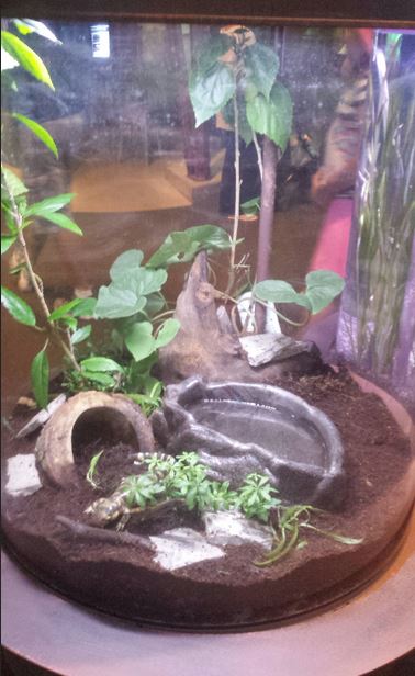 Great Lakes - Tiger Salamander Exhibit