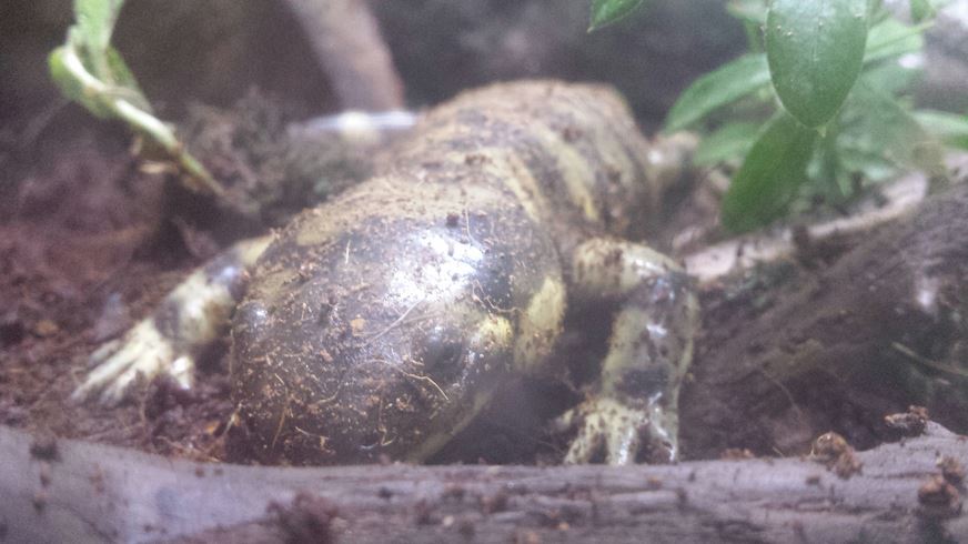 Great Lakes - Tiger Salamander