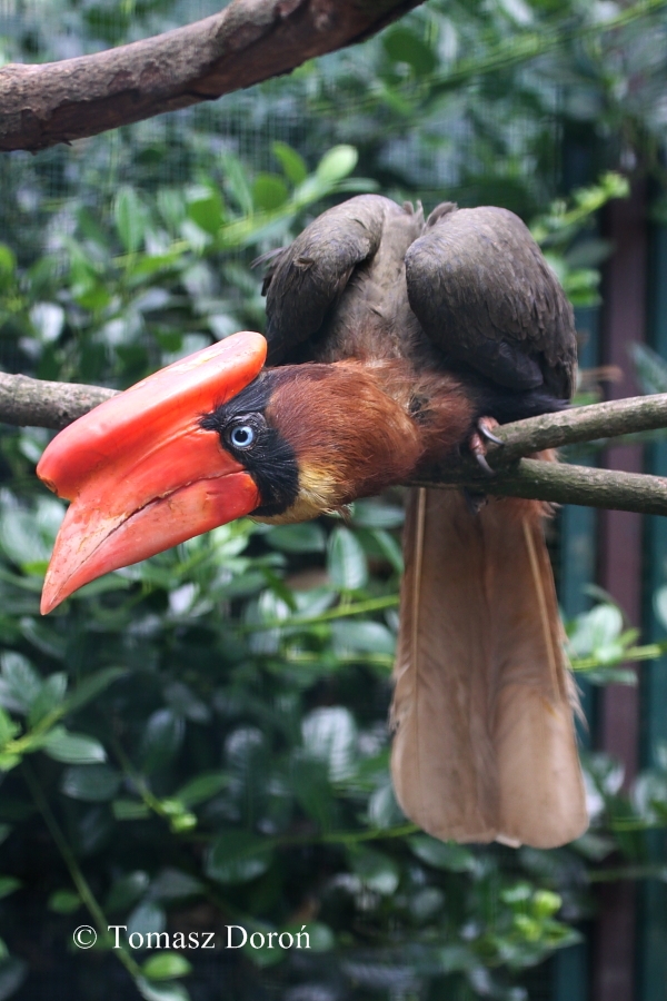 Great Luzon Hornbill (Buceros hydrocorax hydrocorax) - female