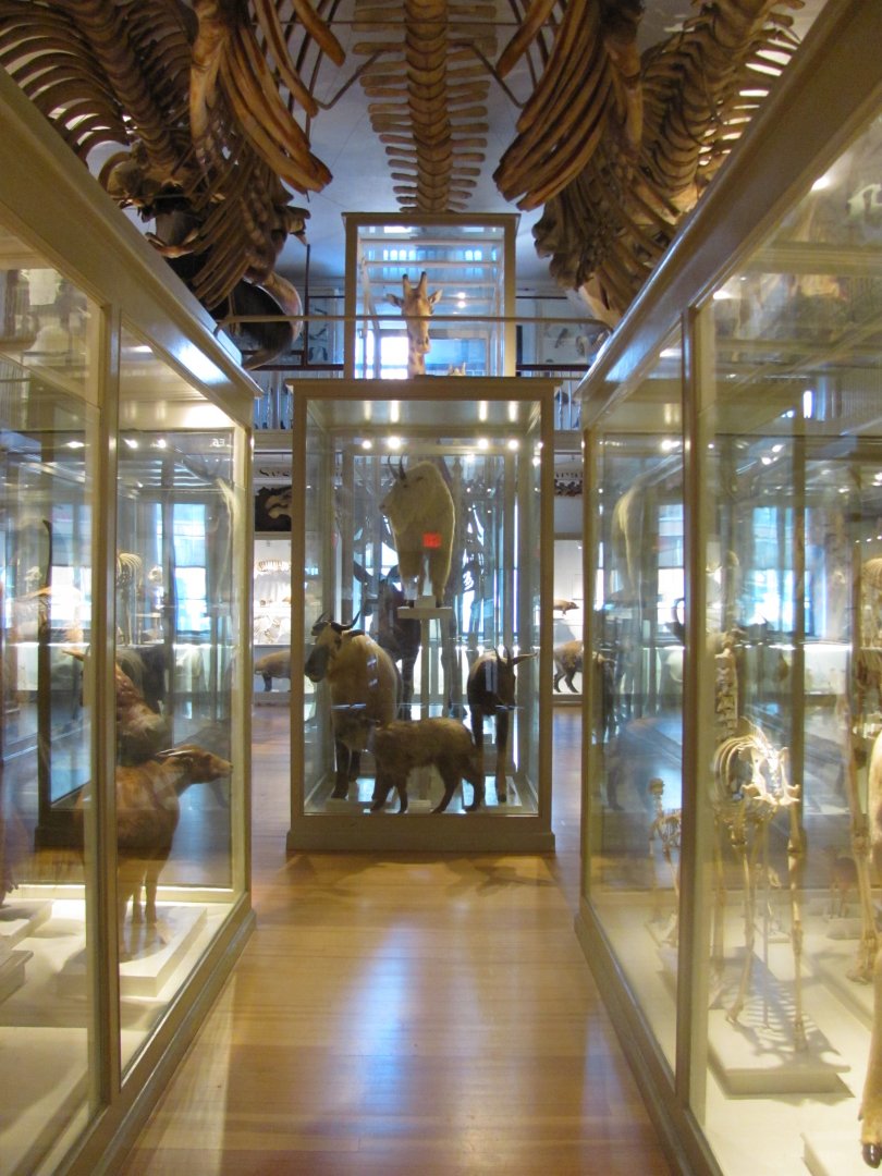 Great Mammal Hall