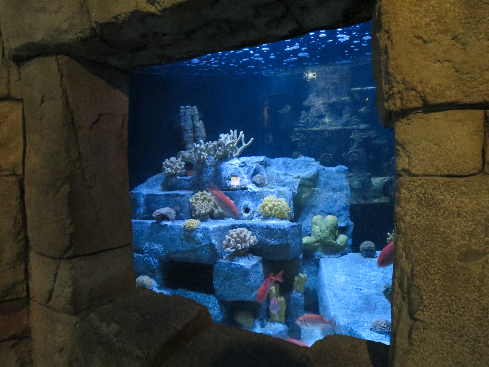 Great Maya Reef - After Dark Tank