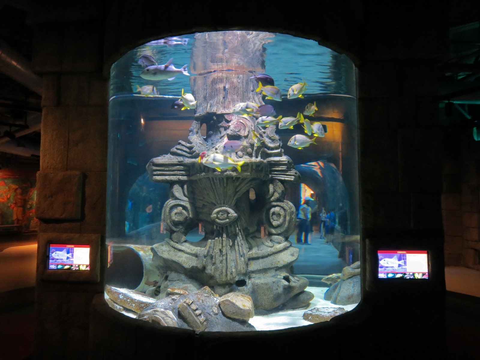 Great Maya Reef - Channel Tank
