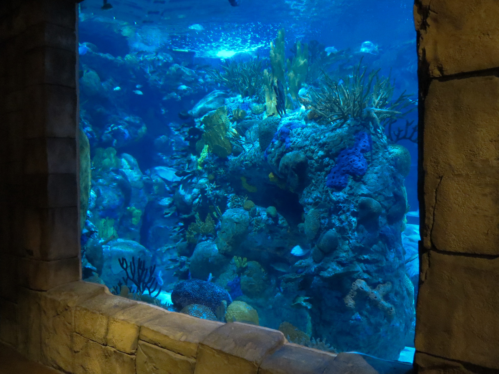 Great Maya Reef - Exhibit With Walk-through Tunnel