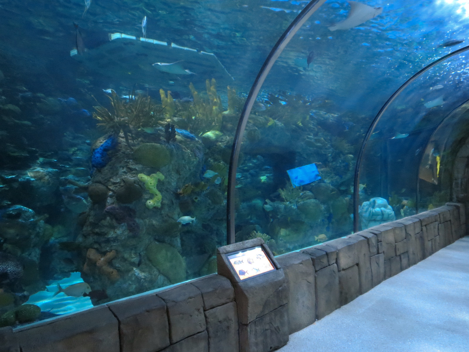 Great Maya Reef - Exhibit With Walk-through Tunnel