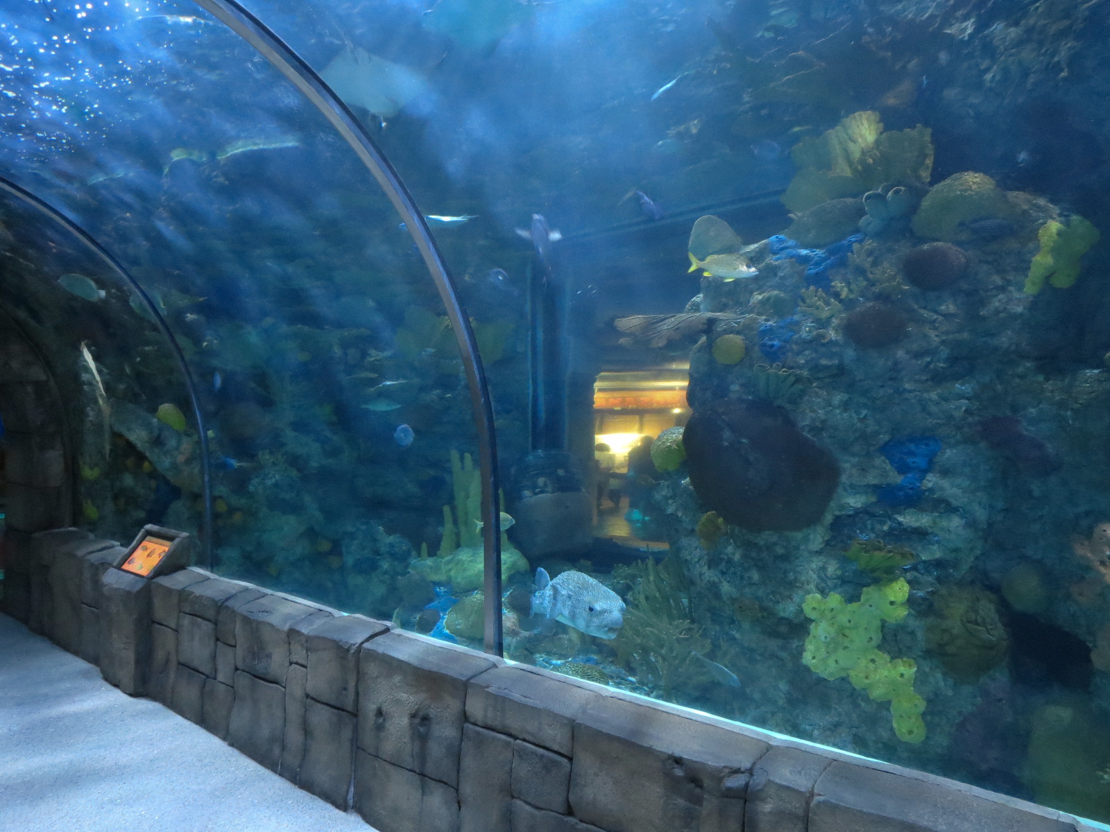 Great Maya Reef - Exhibit With Walk-through Tunnel