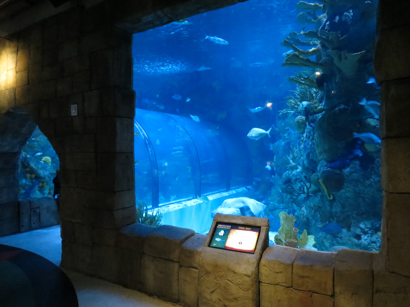 Great Maya Reef - Exhibit With Walk-through Tunnel