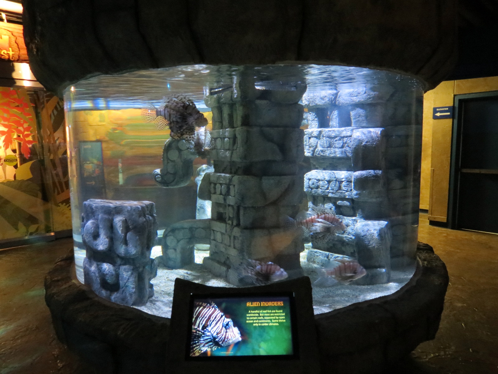 Great Maya Reef - Lionfish Tank