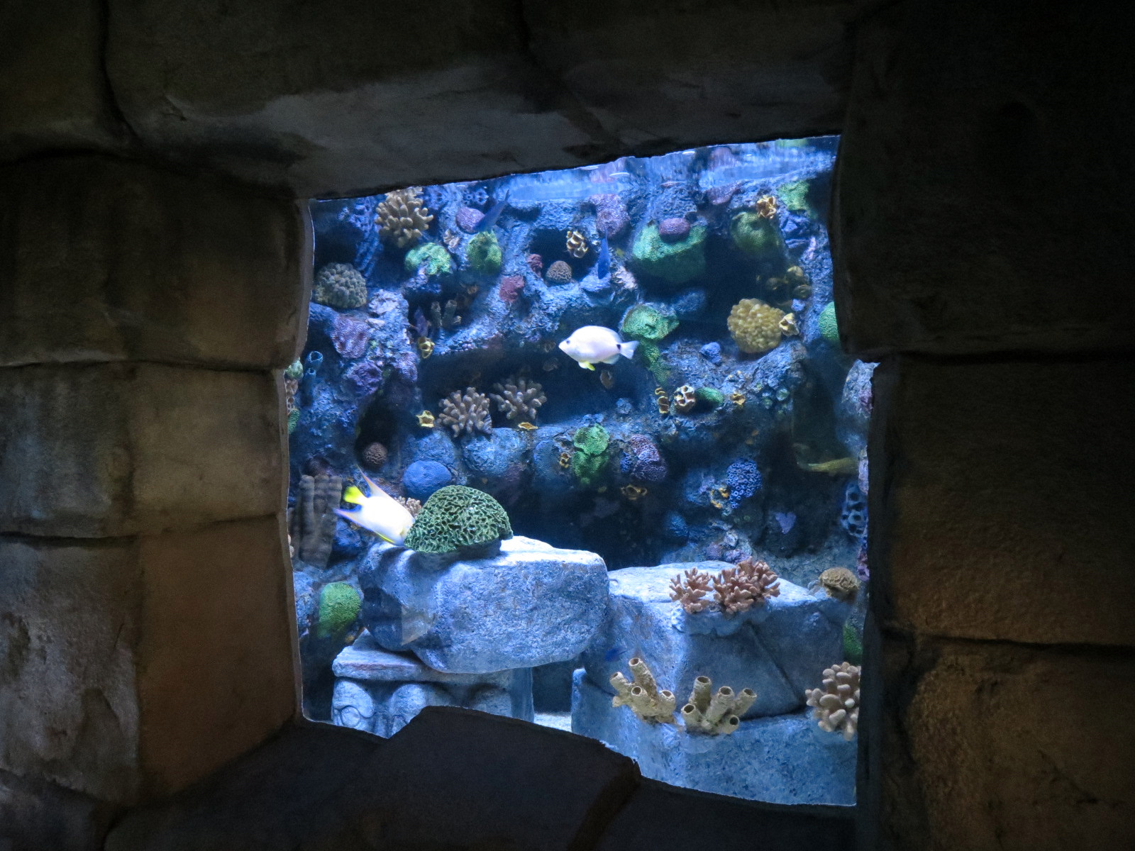 Great Maya Reef - Patch Reef Tank