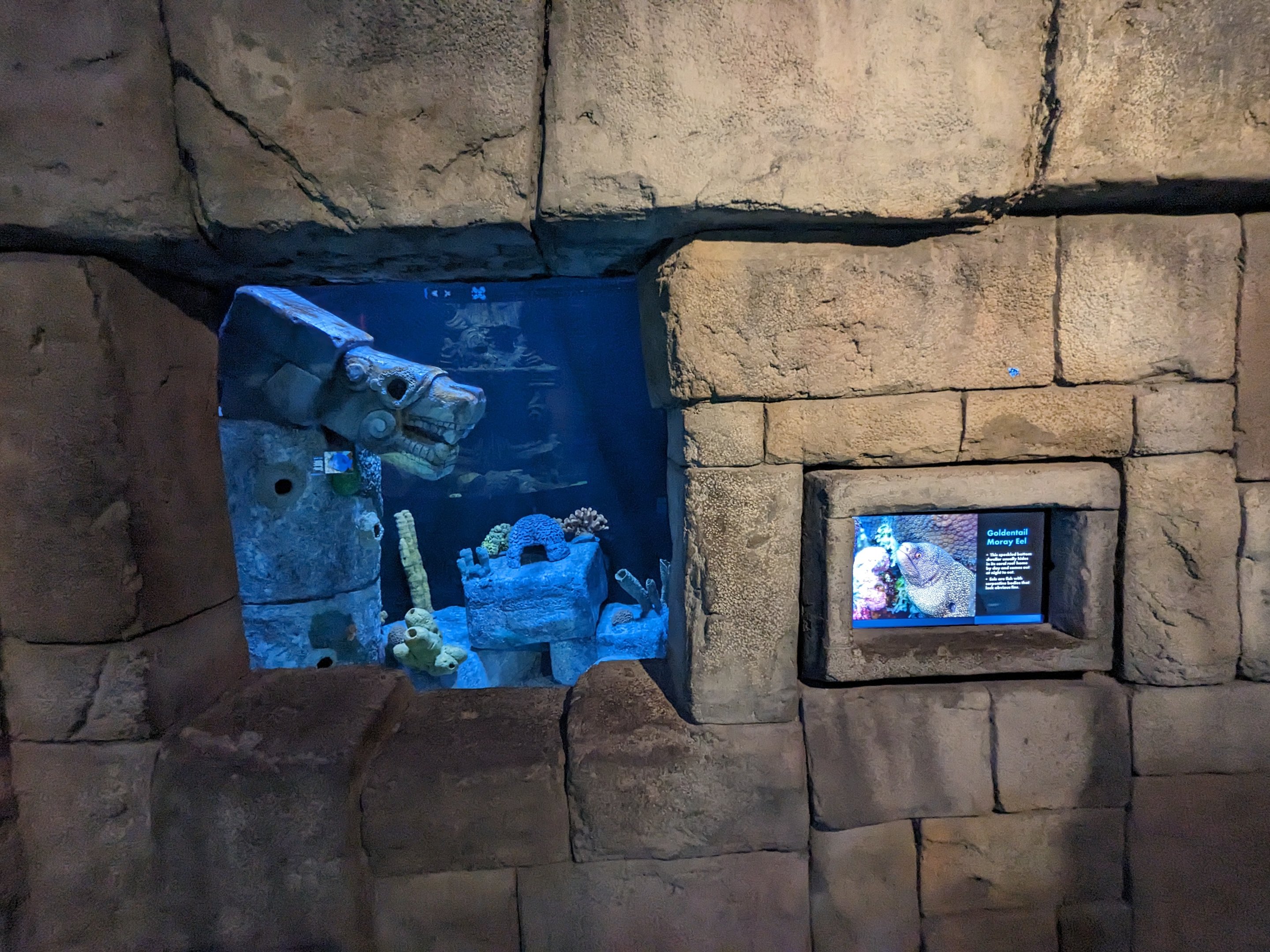 Great Mayan Reef - Goldentail moray eel