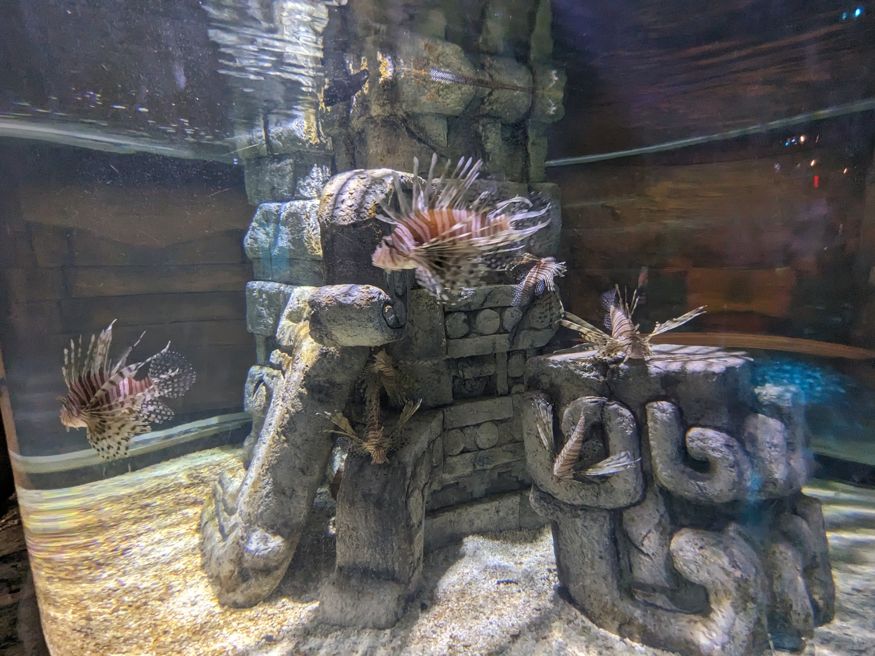 Great Mayan Reef - lion fish