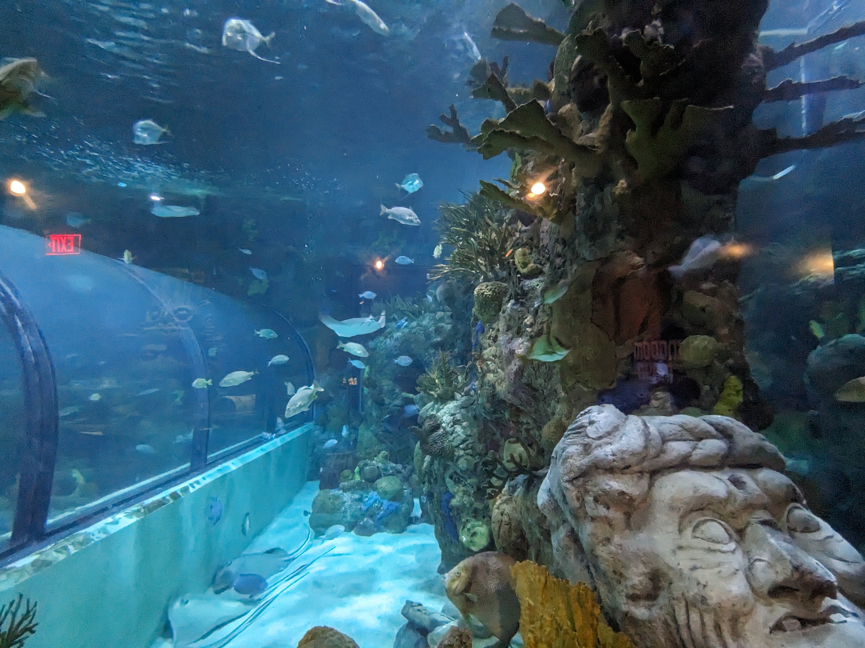 Great Mayan Reef - main tank and tunnel