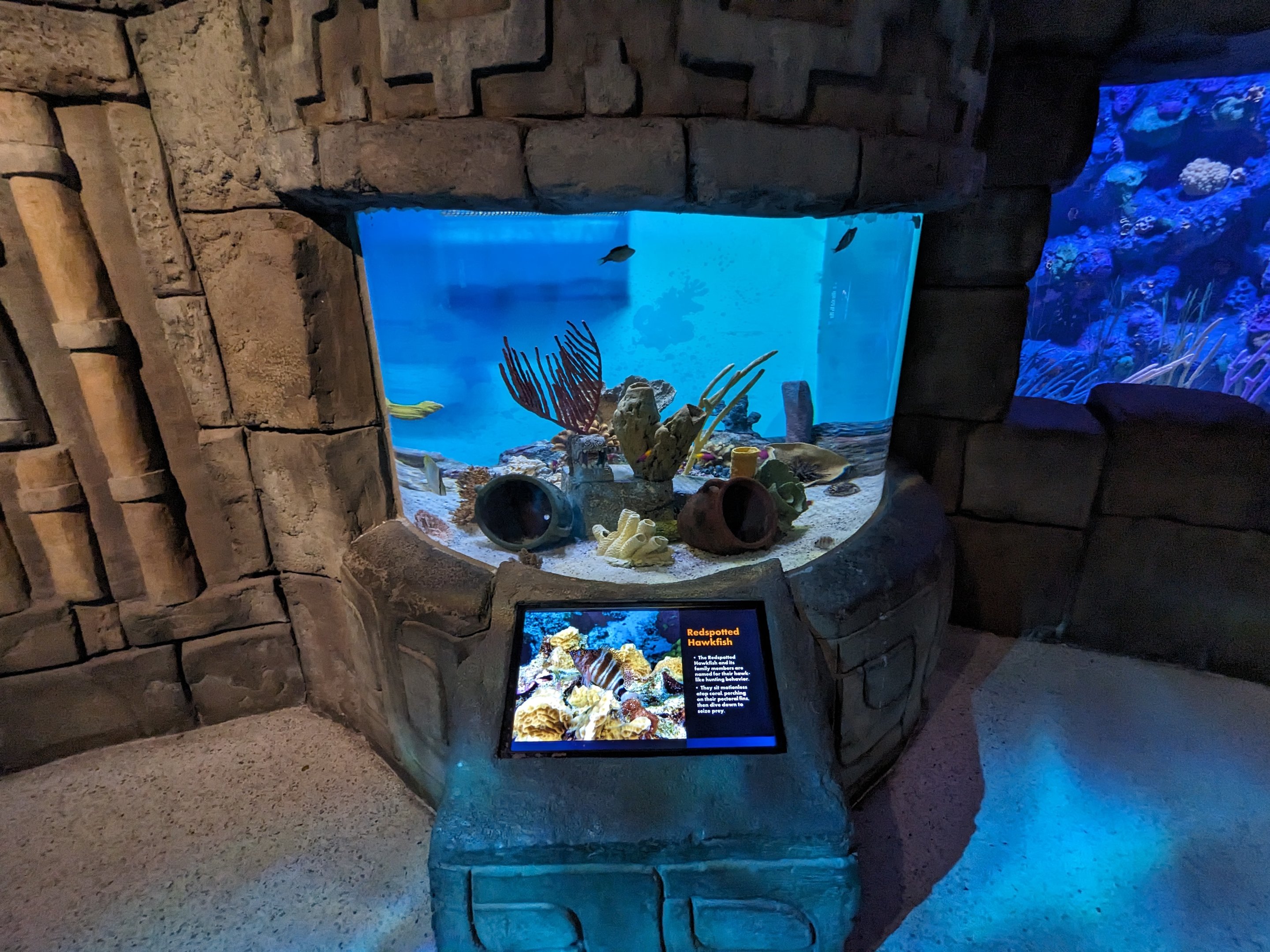 Great Mayan Reef - Redspotted hawkfish