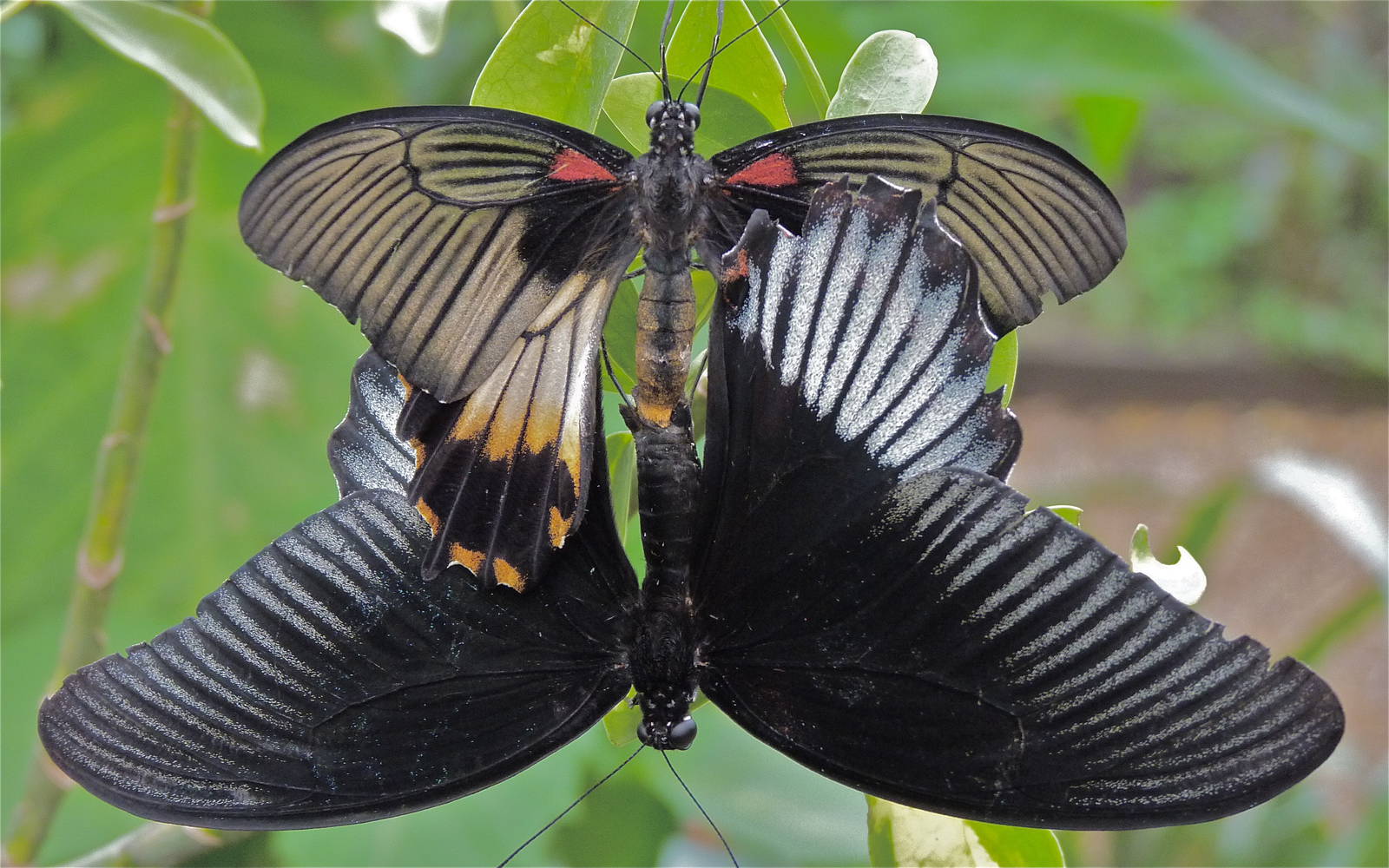 Great Mormon Butterflies