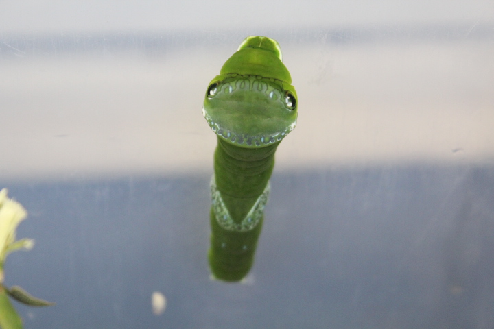 Great mormon caterpillar (Papilio memnon cf. memnon) - Aviary Park