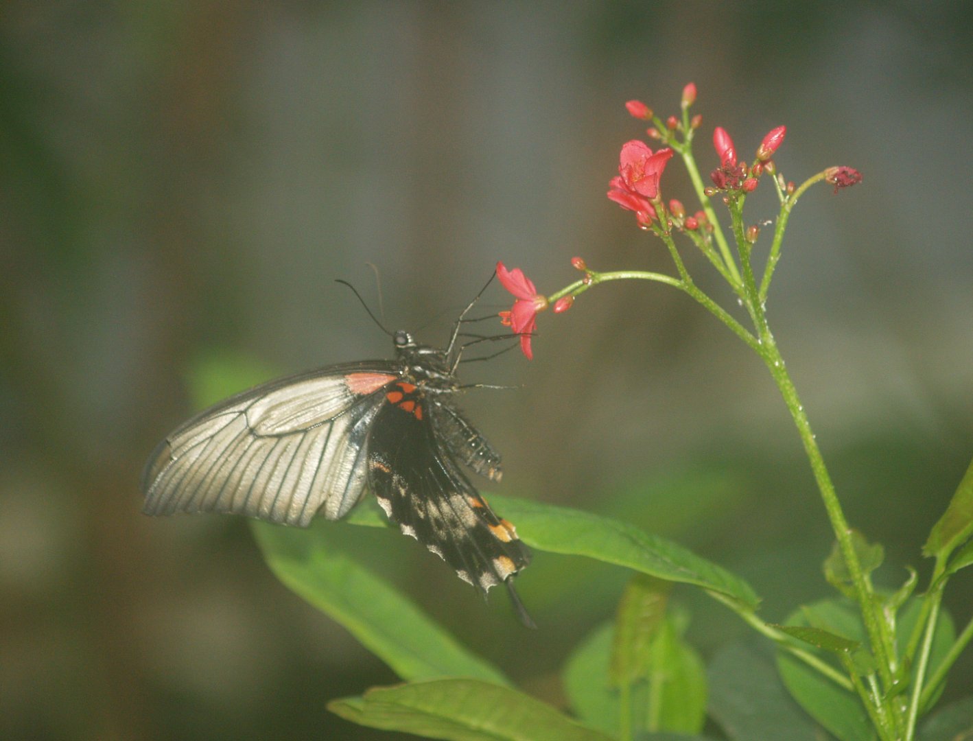 Great Mormon (Papilio memnon), 2008-03-01