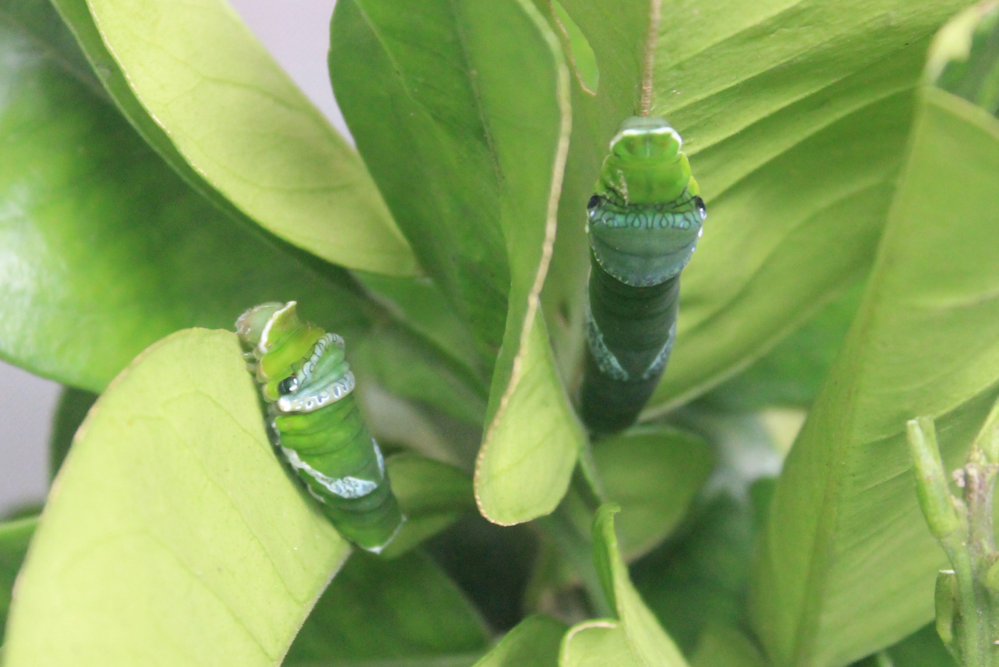 Great Mormon (Papilio memnon) caterpillars