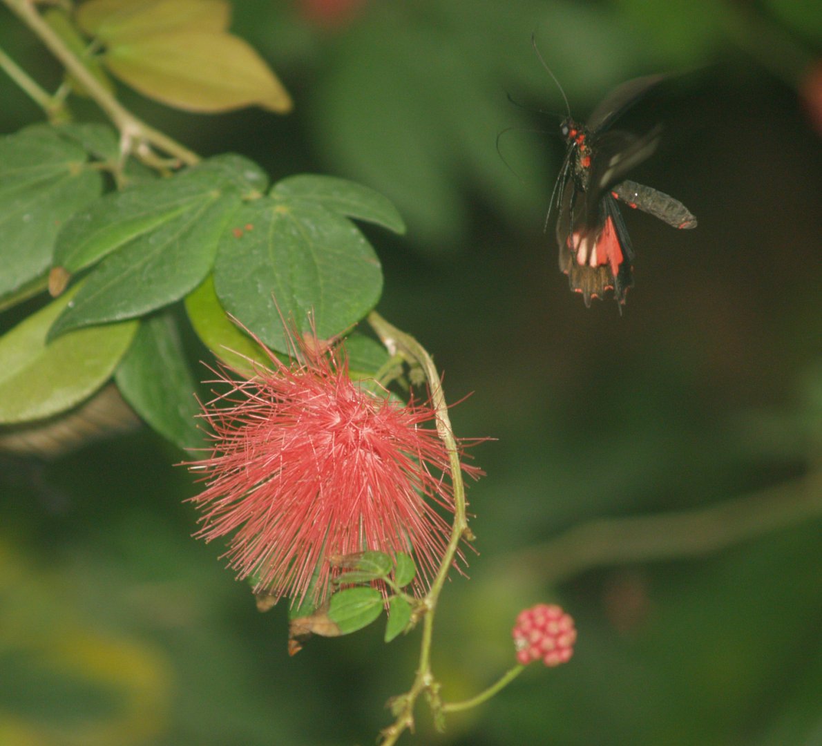Great Mormon (Papilio memnon) flying near Calliandra, 2008-03-01
