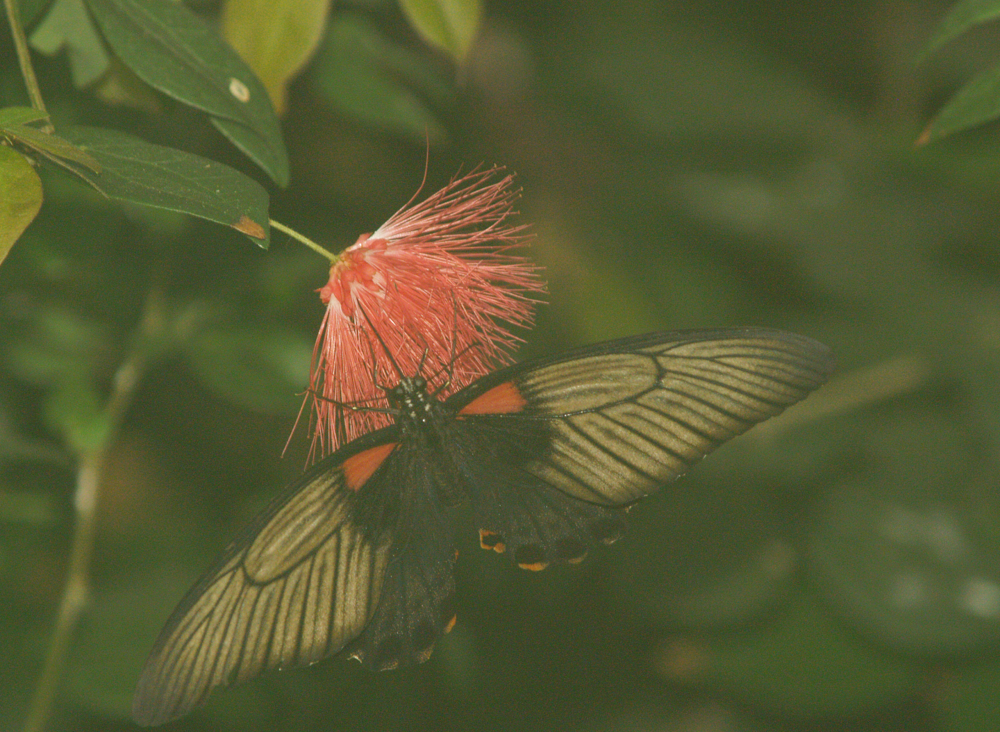 Great Mormon (Papilio memnon) on Calliandra, 2008-03-01