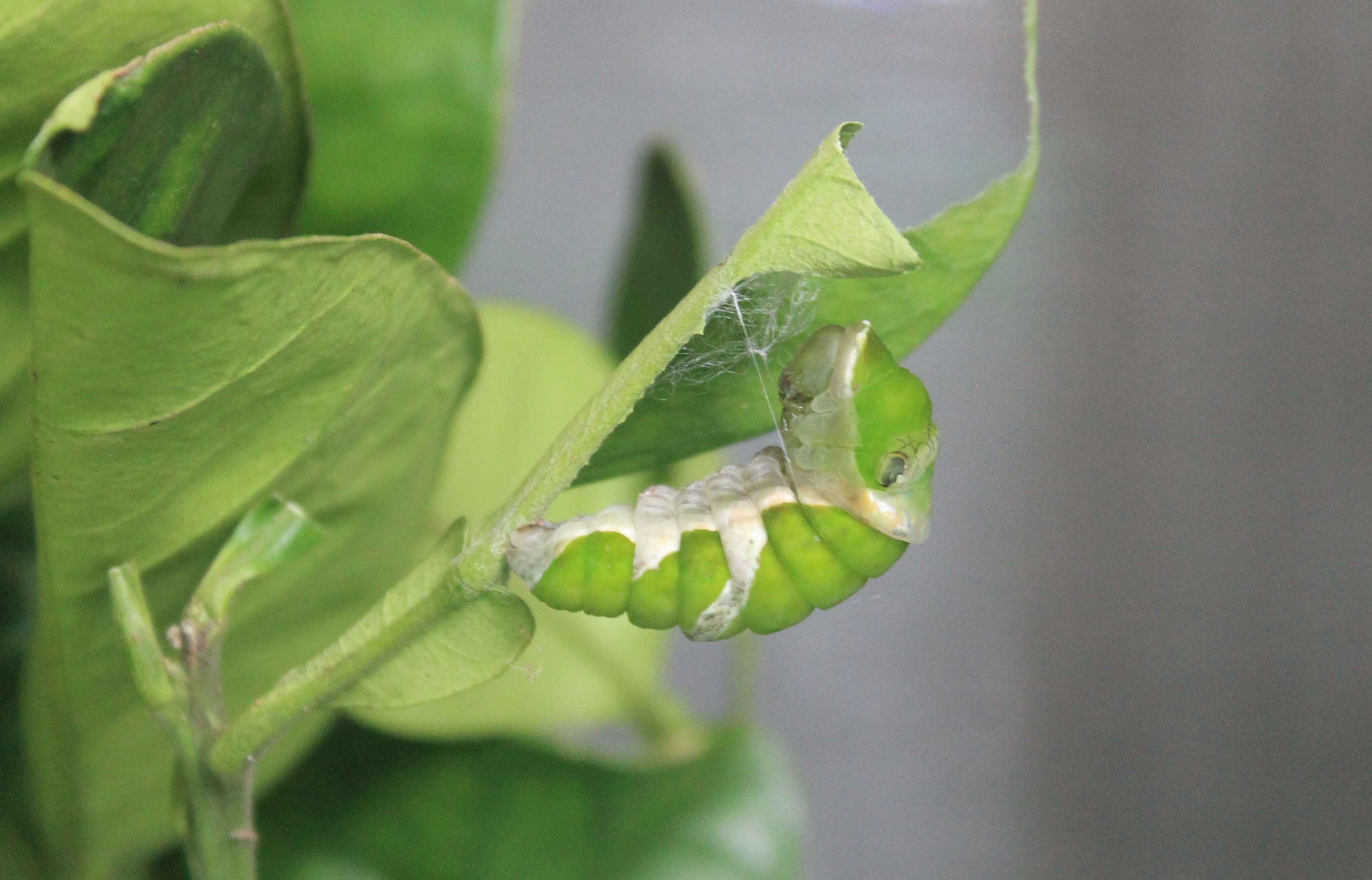 Great Mormon (Papilio memnon) pupa