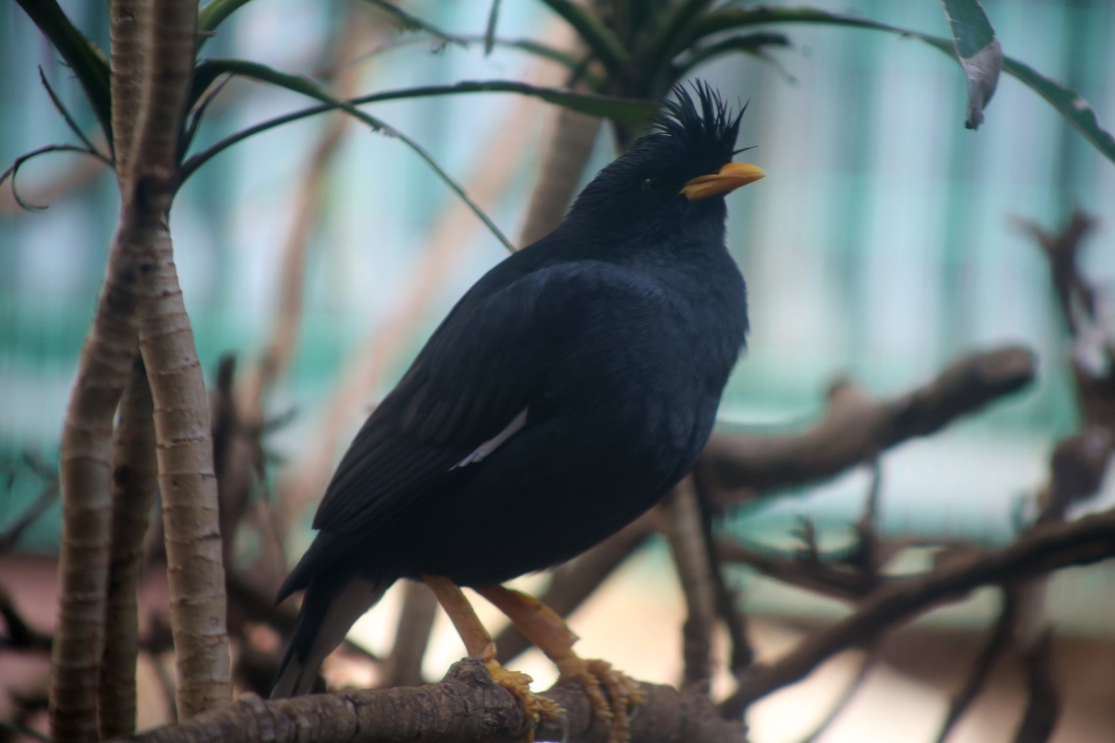 Great Myna (Acridotheres grandis)