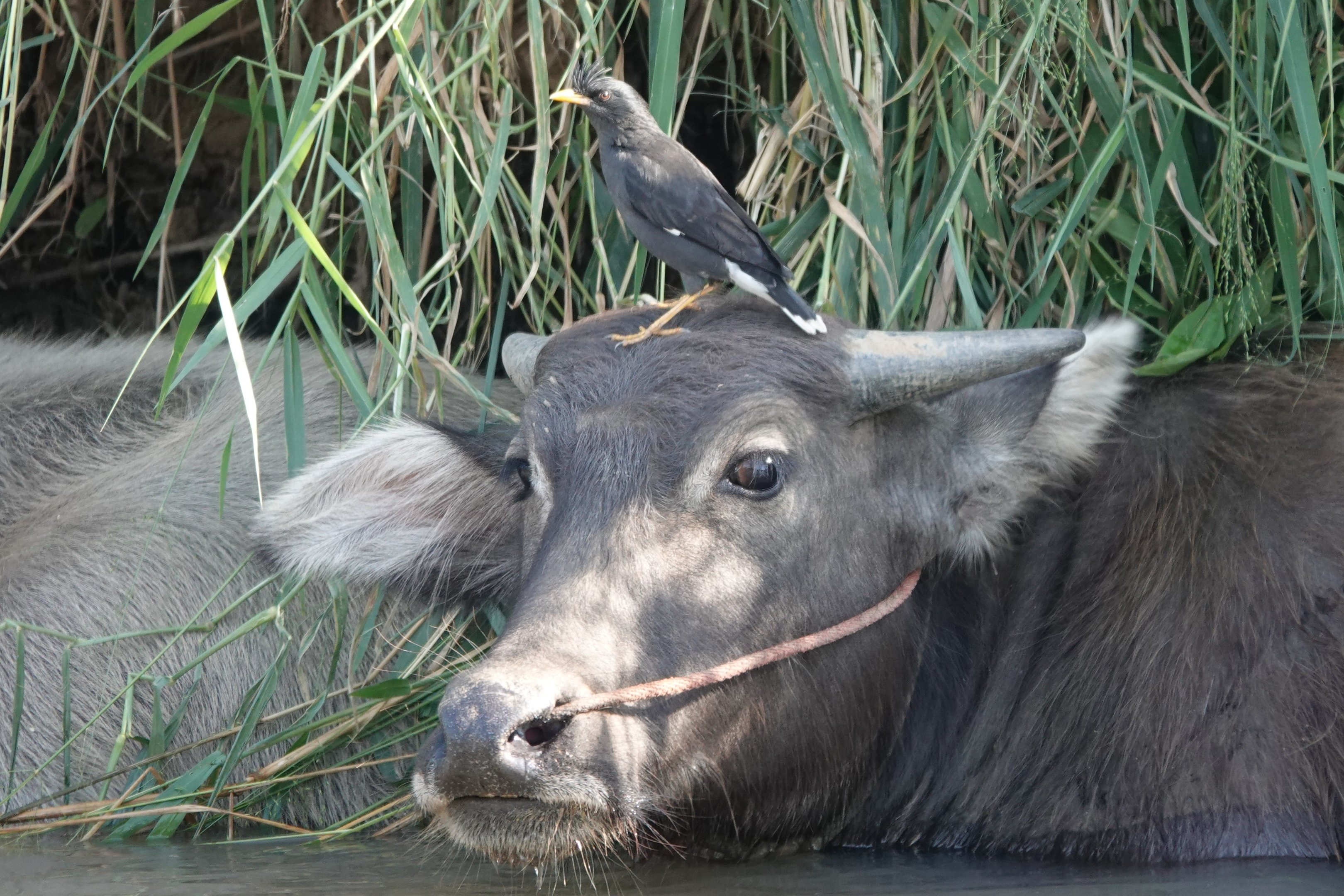Great Myna and Domestic Water Buffalo